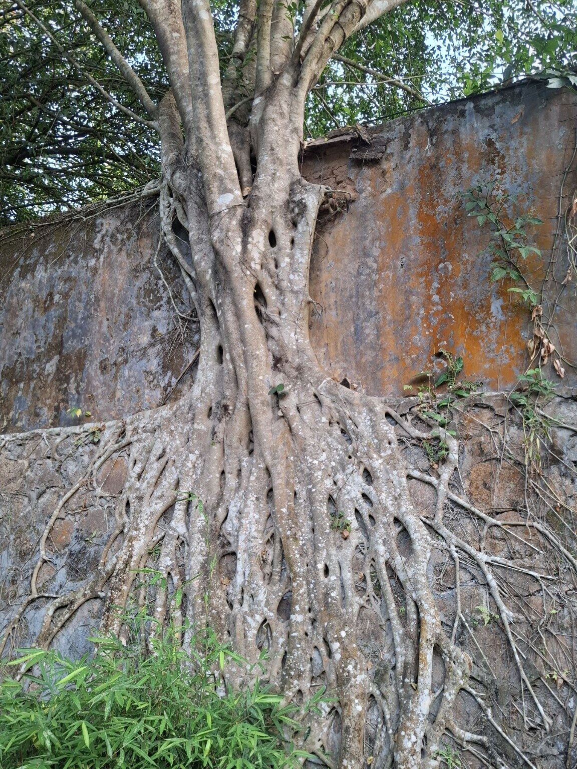 Mächtige Baumwurzeln wachsen über eine alte Mauer bei Wuzhishan